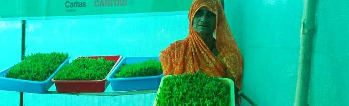 Hydroponics Fodder Production: An Alternative Solution for Sustainable Fodder Production