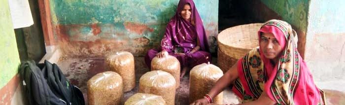 Recycling “farm waste” as potential substrate for Mushroom Cultivation