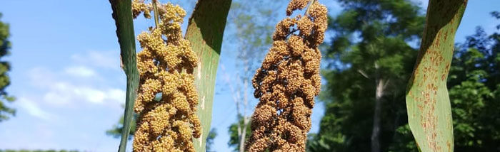 A forgotten crop making its way among the Karbis of Assam