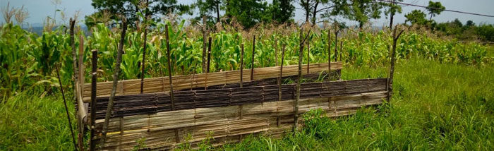 Seed Leader of Meghalaya sharing and storing the Indigenous seeds
