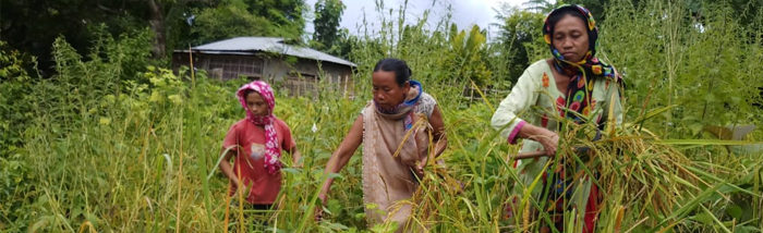 Climate Change adaptation in Jhum Cultivation