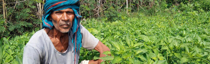 A well-designed IFS helped smallholders to build resilience during pandemic