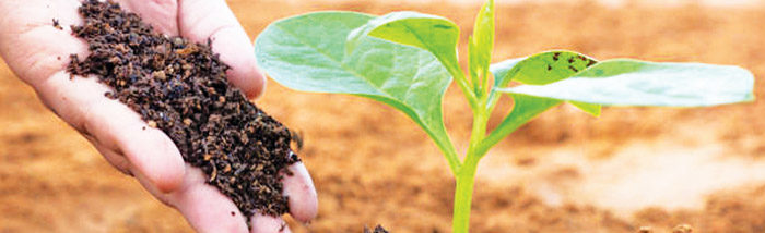 Lessons of plant nutrient and pest management shared with partners