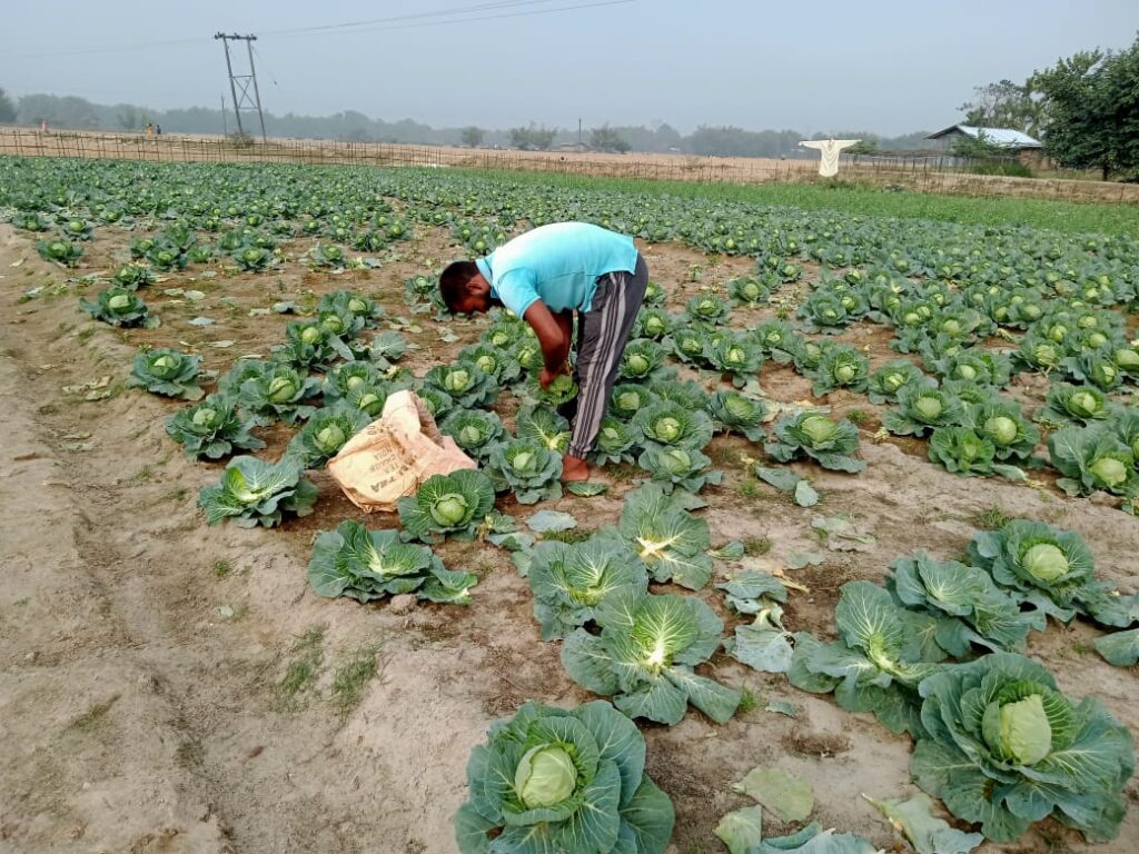 Food and Nutrition Security