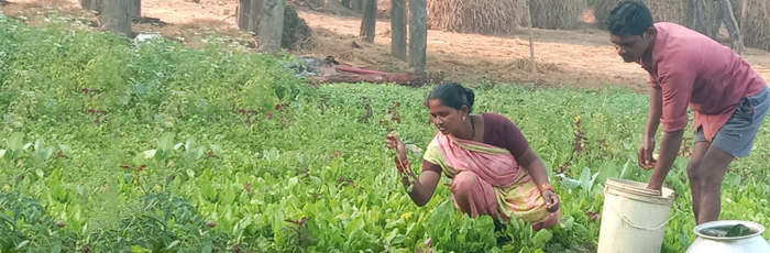 Beyond Organic: Promoting integrated farming system