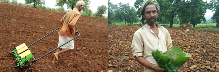 Millet has gone mainstream: Voyage from traditional broadcasting to organized farming
