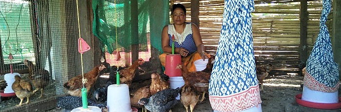Ideas for profit through poultry farming