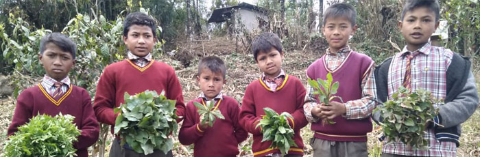 Drive to revive wild edibles in the food system