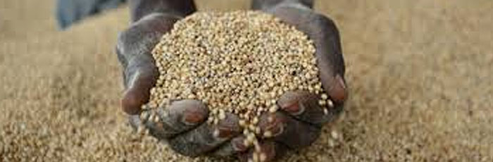 Why indigenous seeds are important?