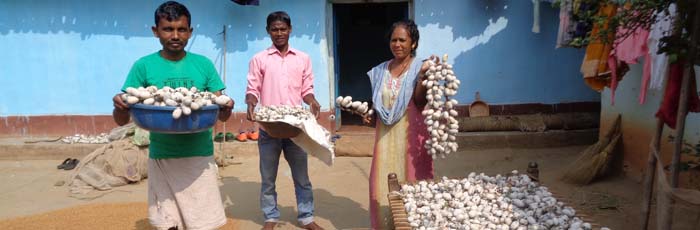 Tasar cocoon rearing: a new job for Jharkhand Tribals