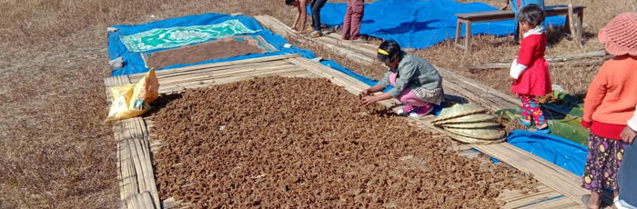 Millet is making its way back to our traditional food system