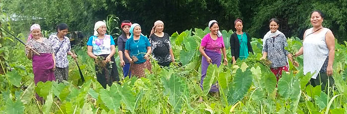 Naga women making a sustainable future through farming