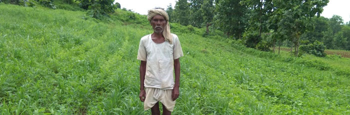 Turning to Millets: Korku tribe reviving their traditional crop