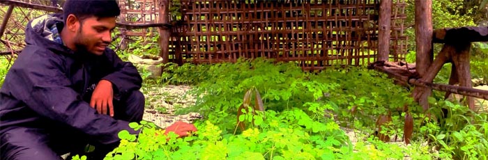 Moringa tree can help to fight Malnutrition in Korku Tribe