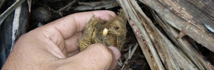 Arecanut Cultivation can be a better choice for alternate livelihood