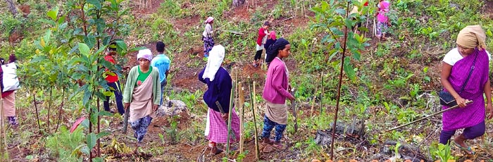 Regreening 20 acre barren land for productive use
