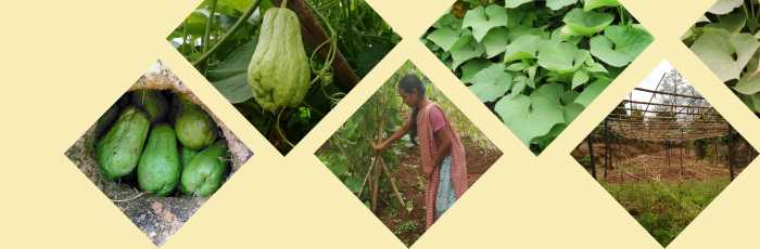 The collective effort brought the market to farmer’s doorstep