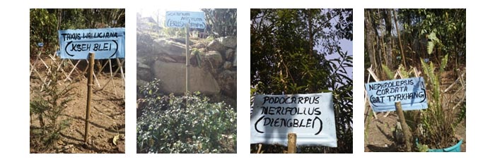 VILLAGER TREATING POVERTY STRUCK PATIENTS WITH HERBAL MEDICINES