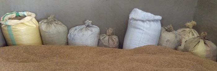 FARM Northeast seed bank is an approach toward saving biodiversity