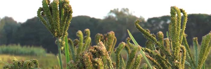 Bringing back ancestral millet to life