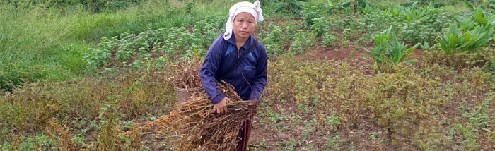 Scaling up livelihoods: Transformative impact of FARM on community