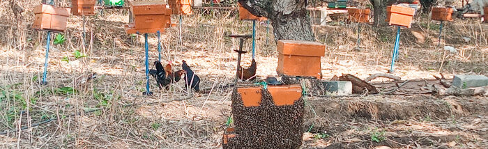 Buzz of Beekeeping: More Than Just Honey
