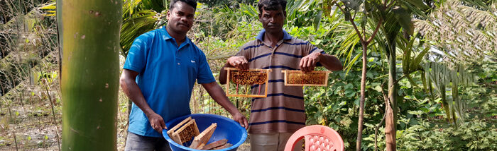Bee or not to Bee: The Success of Beekeeping in Building Resilient Communities