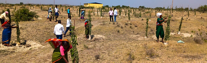 A Community United: Mariswamy’s Green Revolution in Mudbal Village