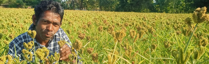 Assam Farmer finds success in reviving millet