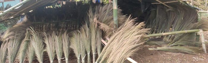 Empowering Rural Livelihoods through broom grass cultivation