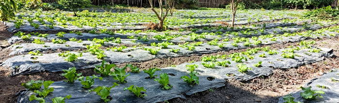 How Mulching Can Transform Agriculture