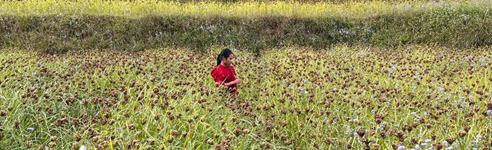 Unprecedented growth in millet farmers in Meghalaya