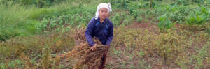 Scaling up livelihoods: Transformative impact of FARM on community