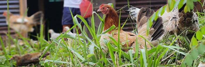 Reviving Tradition: Narang Pullo’s Path to Sustainable Indigenous Poultry Farming