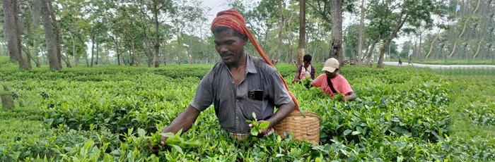 From Field to Cup: Assam’s Tea Supply Chain