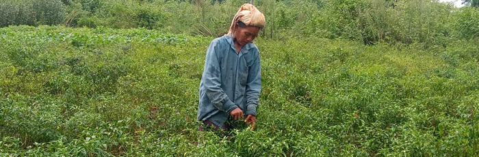 Transforming Agriculture and Livelihood landscape in Arunachal Pradesh