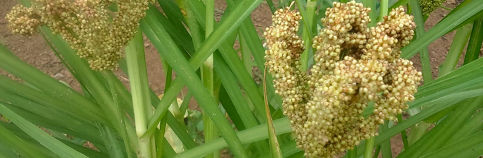 Nagaland’s century-old millet finding its lost identity through FARM Northeast