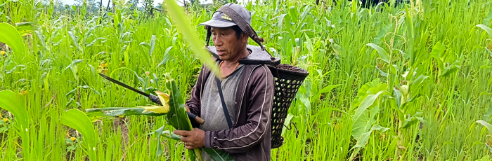 Farming Legacy: Nurturing Maize and Community in Nagaland