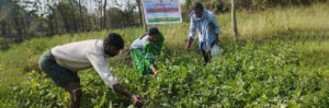 Promoting Food Crop Farming for Sustainable Communities