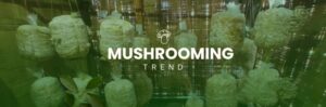 Mushrooming Trend of complementary income generation