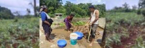 Wanpoiri's Eco-Friendly Ginger Cultivation Transforms Agriculture