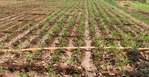 How Musangu’s Barren Slopes Became a Living Harvest