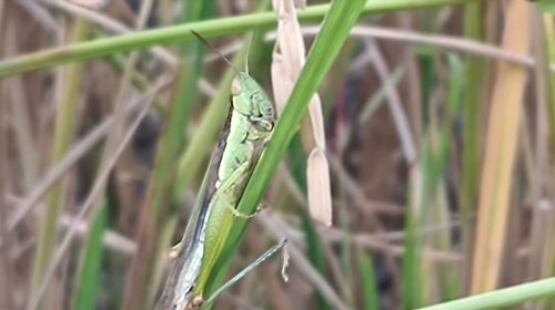 Indigenous sprays cut deadly rice pest by 70 percent