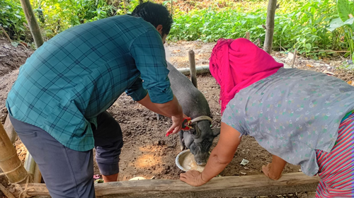 The Pre-Monsoon Shield Protecting Tripura’s Livestock