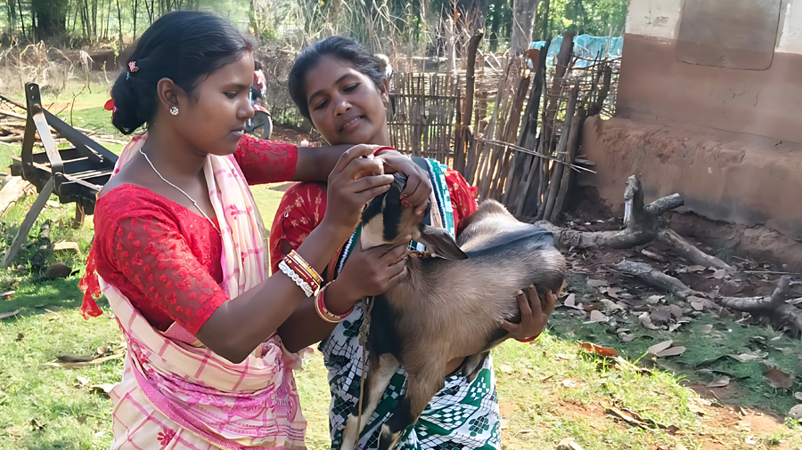 The Invisible Caretakers: How Women who feed the heard are finally leading it
