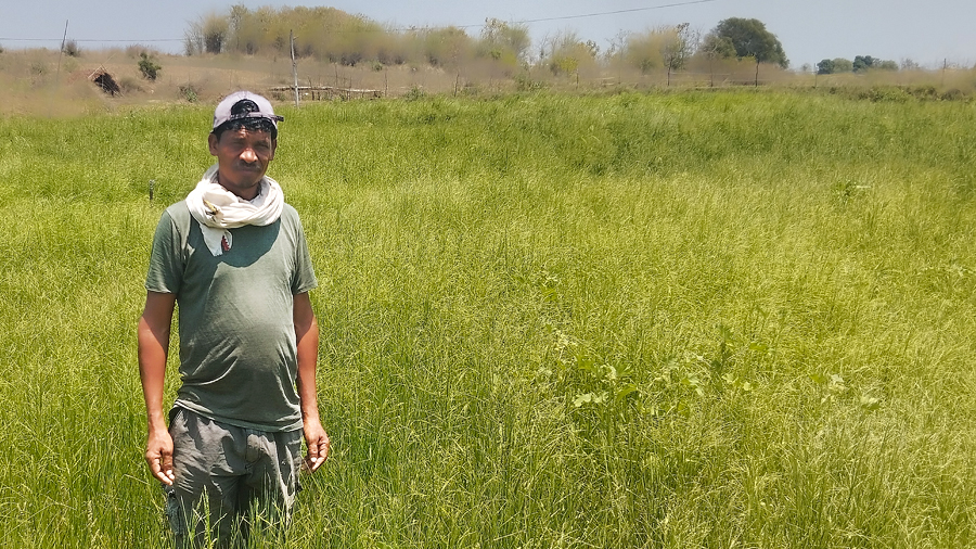 One farmer’s summer millet experiment could reshape climate resilient farming in Madhya Pradesh