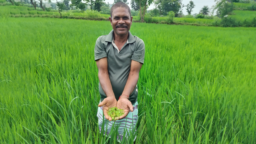 Backyard Aquatic Fern Is Slashing Farming Costs for Tribal Smallholders in Mandla