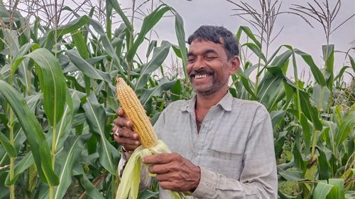 Maize trial in Sagar shows lower-cost farming can match chemical-heavy yields
